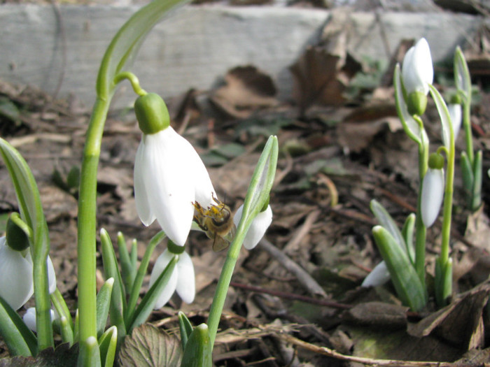 IMG_1757 - Flori din gradina