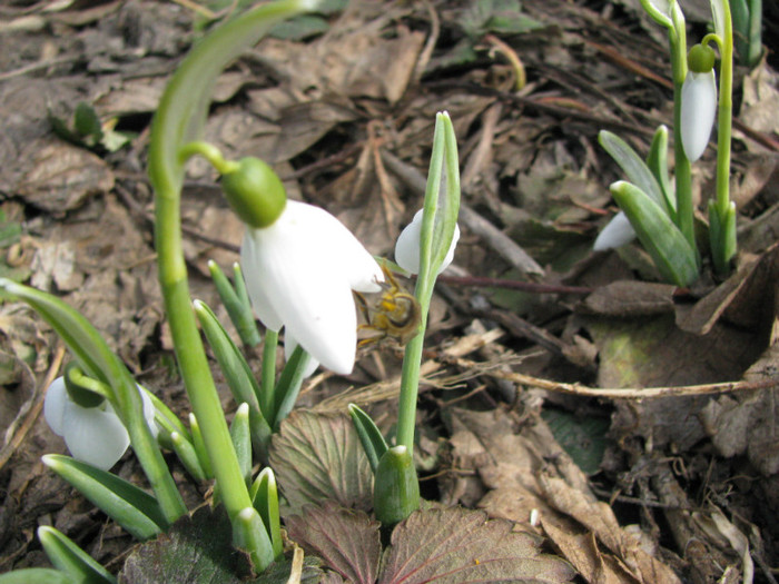 IMG_1758 - Flori din gradina