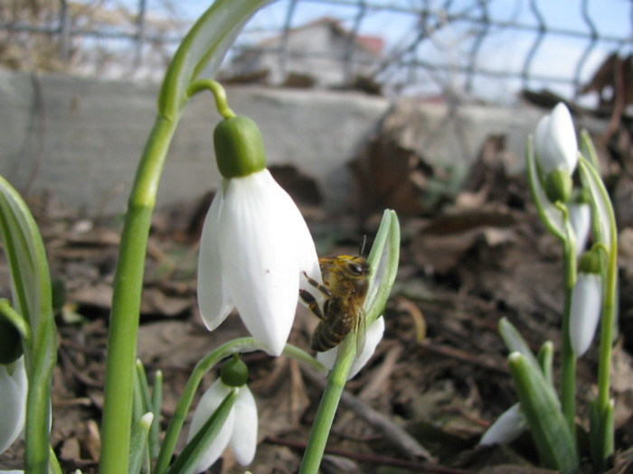 IMG_1759 - Flori din gradina