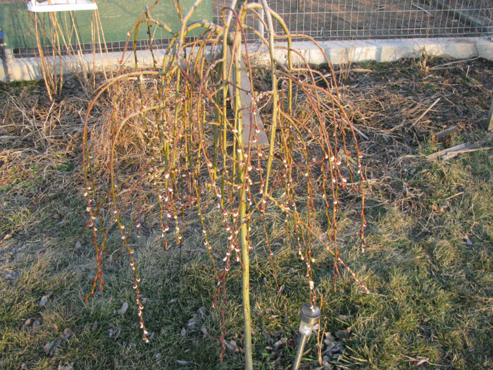 IMG_1786 - Flori din gradina