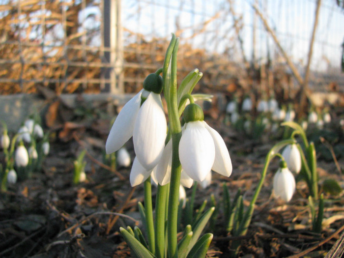 IMG_1789 - Flori din gradina
