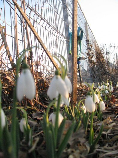 IMG_1791 - Flori din gradina