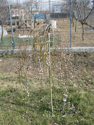 IMG_1812 - Flori din gradina