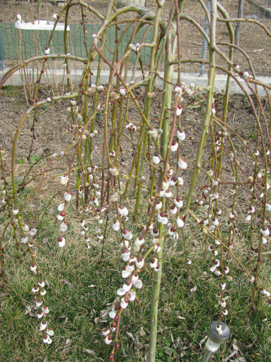 IMG_1839 - Flori din gradina