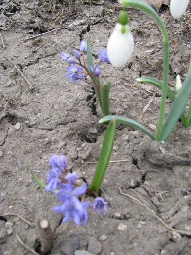 IMG_1859 - Flori din gradina