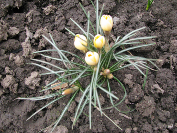 IMG_1860 - Flori din gradina