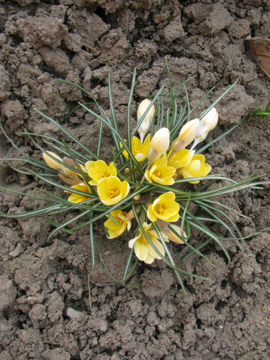 IMG_2074 - Flori din gradina