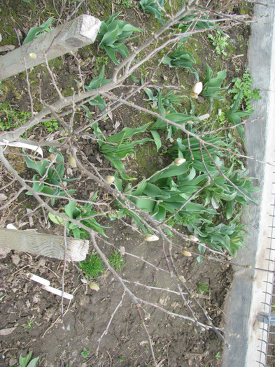 IMG_2211 - Flori din gradina