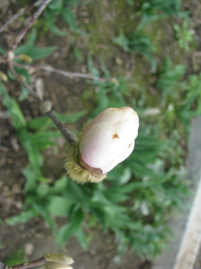 IMG_2212 - Flori din gradina