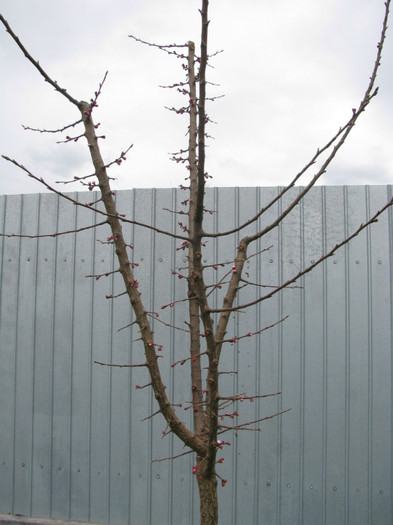 IMG_2216 - Flori din gradina