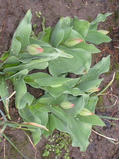 IMG_2241 - Flori din gradina