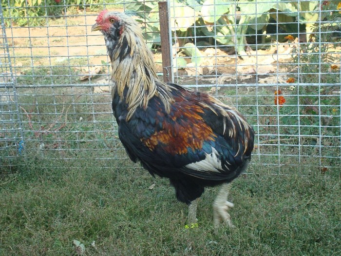 DSC00734 - Araucana