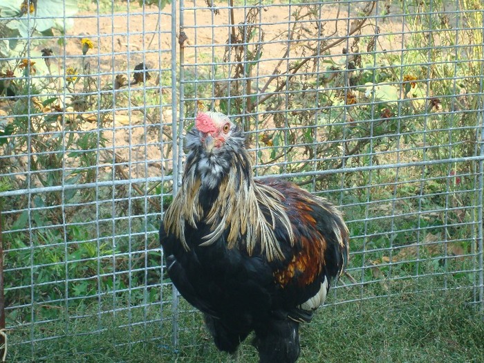 DSC00740 - Araucana