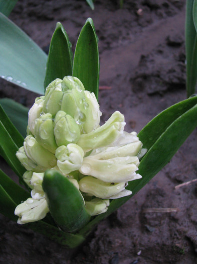 IMG_2265 - Flori din gradina