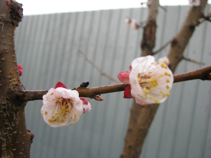 IMG_2272 - Flori din gradina