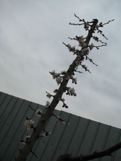 IMG_2273 - Flori din gradina