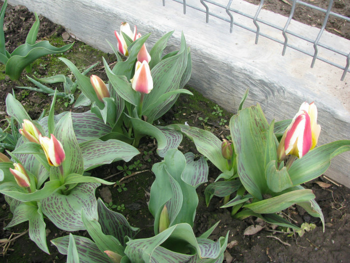 IMG_2298 - Flori din gradina