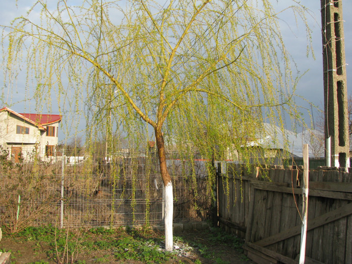 IMG_2326 - Flori din gradina