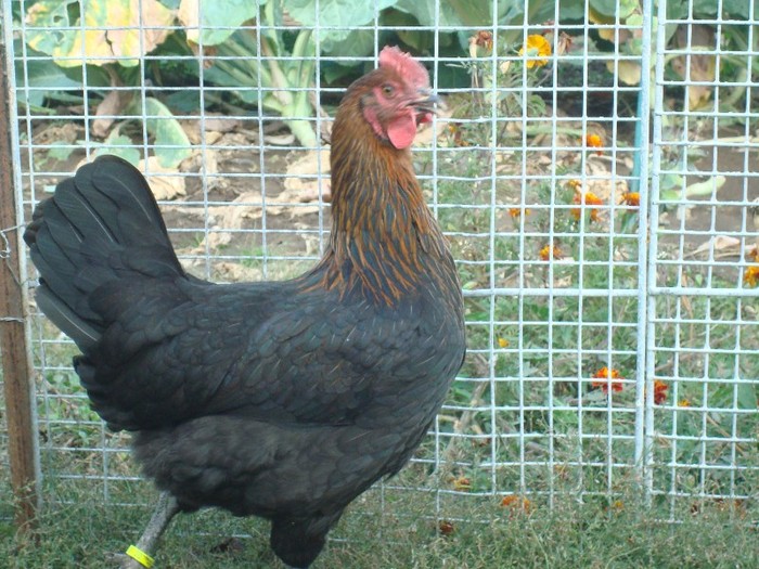 DSC00718 - Marans