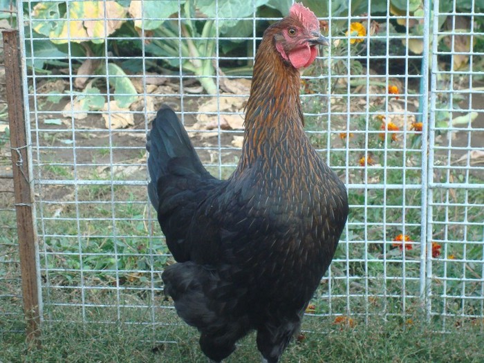 DSC00719 - Marans