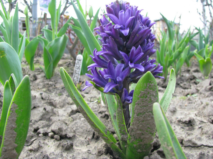 IMG_2419 - Flori din gradina