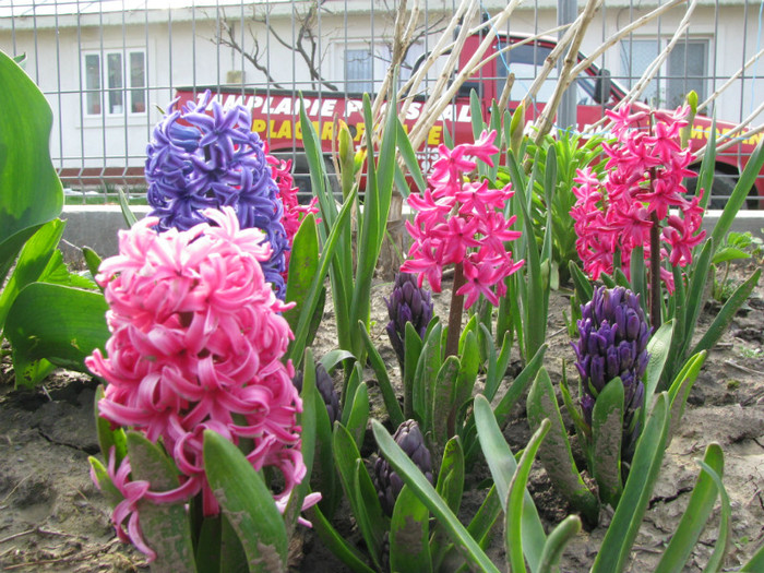 IMG_2435 - Flori din gradina