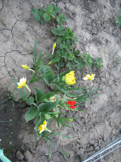 IMG_2484 - Flori din gradina