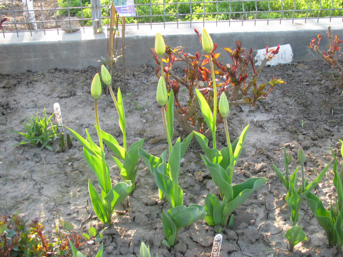 IMG_2512 - Flori din gradina