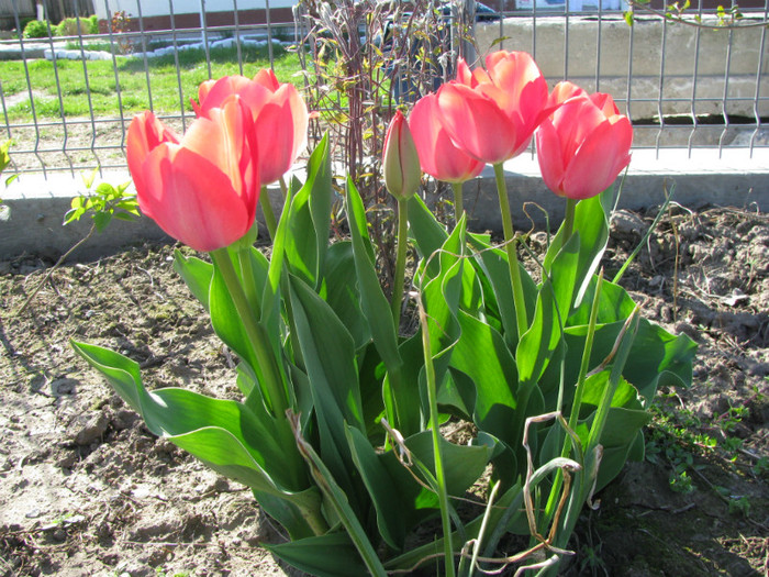 IMG_2528 - Flori din gradina