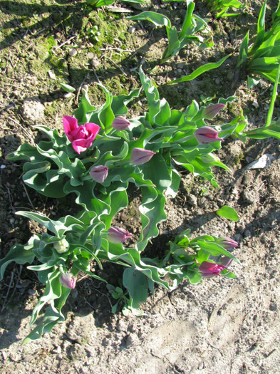 IMG_2529 - Flori din gradina