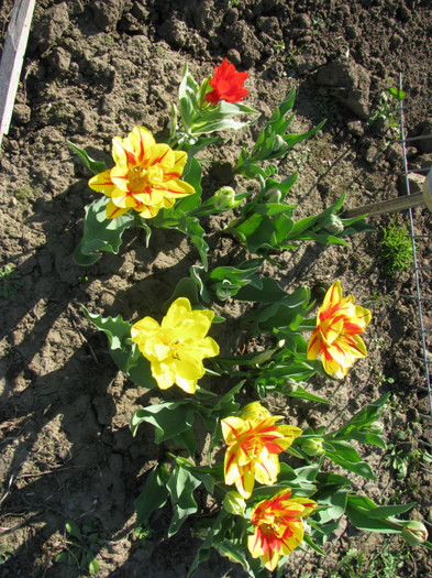IMG_2531 - Flori din gradina