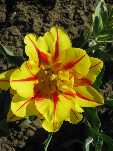 IMG_2532 - Flori din gradina