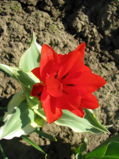 IMG_2537 - Flori din gradina