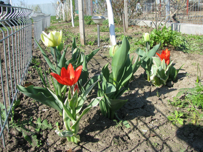 IMG_2539 - Flori din gradina