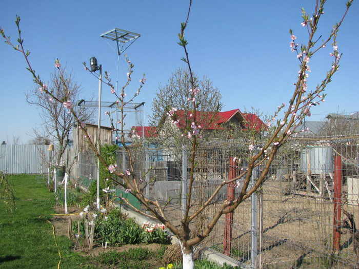 IMG_2540 - Flori din gradina