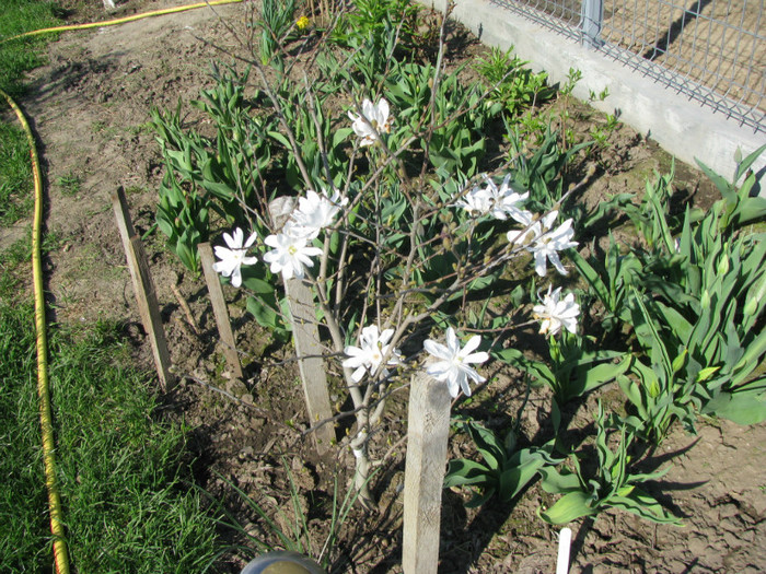 IMG_2541 - Flori din gradina