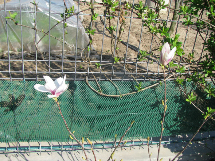 IMG_2545 - Flori din gradina