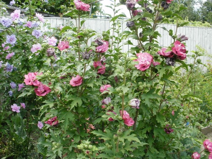 Hibiscus Syriacus cu floare dubla