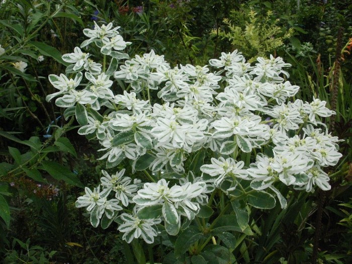 P8050684 - Jungla mea de flori