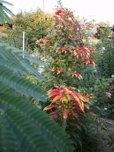 P9270131 - Jungla mea de flori