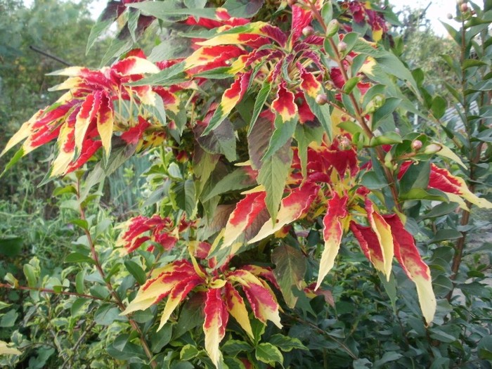 Amaranthus Tricolor