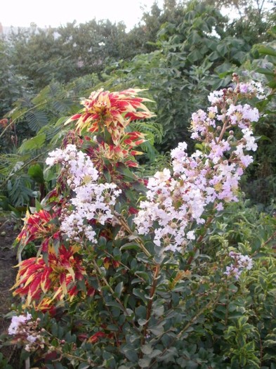 P9270152 - Jungla mea de flori