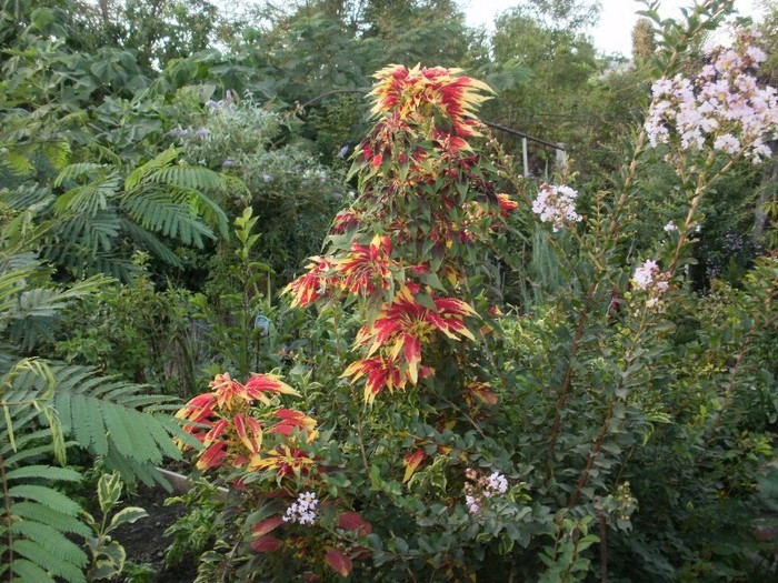 P9270161 - Jungla mea de flori