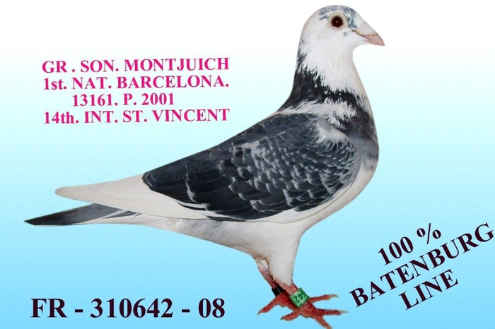 MACOTT - 100 EU VINDUT - Porumbei vinduti