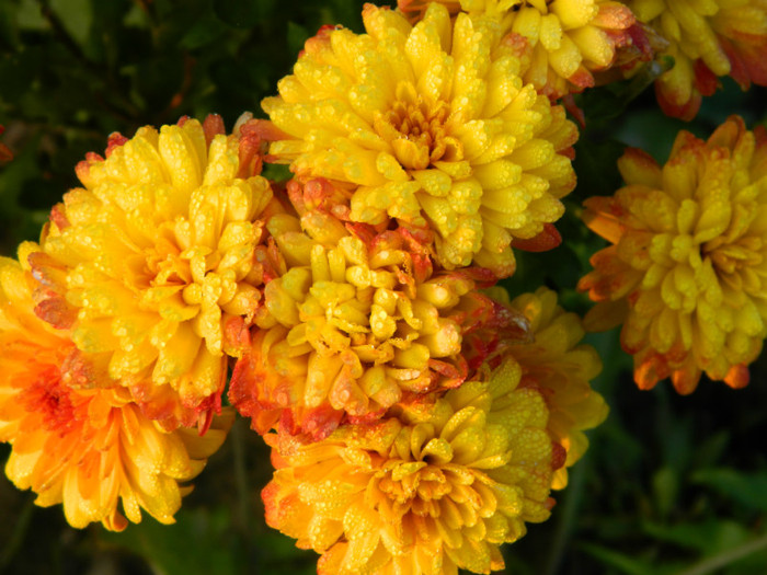 tufanica inflorita din iulie