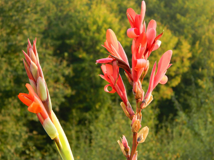 canna - MULTUMESC_MARYANE