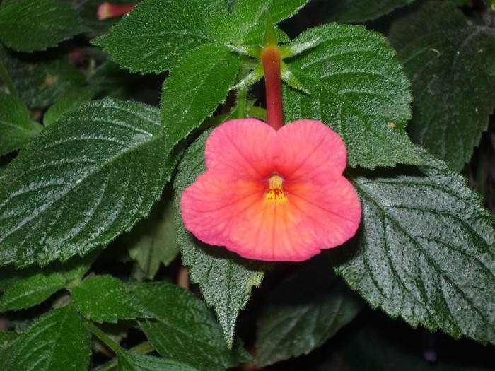 Sweet and Sour - Achimenes