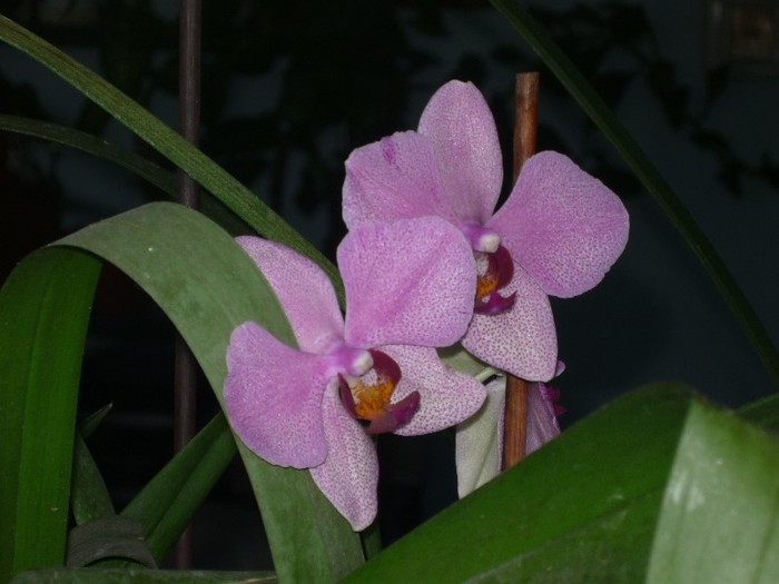Orhidee M - Flori 2011 - a treia parte
