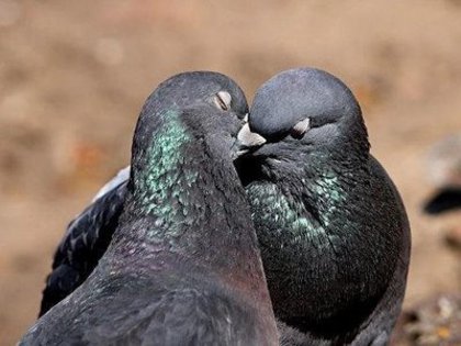 sarutul porumbeilor - cele mai scupe animale