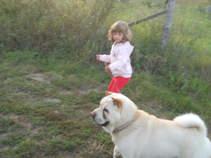 august 2011 560 - sharpei bear coat